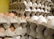 کاهش سه هزار تومانی هر شانه تخم مرغ