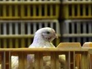 كشف ۲ هزار قطعه مرغ فاقد مجوز در شهرستان نهبندان