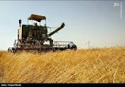 تامین بذر گواهی شده گندم در کوار