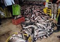 کشف یک میلیاردی ماهی قاچاق در حاجی آباد