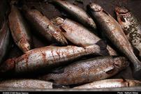 ماهانه ۱۲۰تن ماهی از زابل به خارج استان صادر می شود
