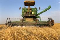افزایش تولید با اجرای طرح «گندم بنیان» در یک هزار هکتار از مزارع گندم شهرستان شیراز