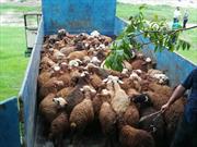اهدای ۱۰۰ رأس گوسفند توسط خیر سوادکوهی به کمیته امداد