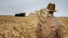 اعطای ۲ میلیارد و ۴۶۰ میلیون تومان تسهیلات «کشاورز کارت» به زراعتکاران در نی ریز