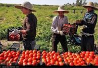 آغاز برداشت گوجه‌فرنگی از مزارع آذربایجان غربی