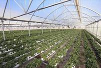 افتتاح گلخانه های کوچک مقیاس در ارسنجان به مناسبت دهه فجر