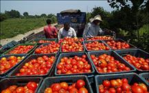 برداشت گوجه فرنگی از سطح ۶۰۰ هکتار  از اراضی کشاورزی آغاز شد