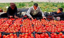 برداشت گوجه‌فرنگی از مزارع آذربایجان‌غربی آغاز شد