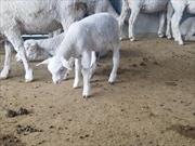 زایش گوسفندان نژاد ایل «دو فرانس» در فسا