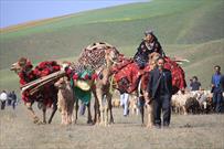 ۲۵ درصد گوشت قرمز گلستان توسط عشایر تولید می شود