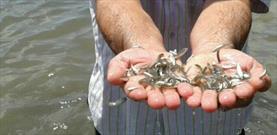 ۱۷۵ میلیون قطعه انواع بچه ماهی در رودخانه‌های منتهی به دریای خزر رهاسازی شد