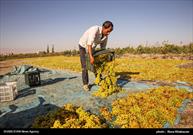 برداشت انگور و تولید کشمش در خراسان شمالی
