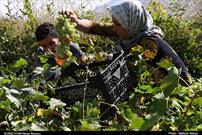 همایش روز زن روستایی ۲۸ مهرماه مجازی برگزار می شود