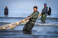 ​میزان صید ماهیان استخوانی از دریای خزر ۴۲ درصد کاهش یافت