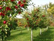 باغدار نمونه شیروانی ۱۸ برابر بیشتر از میانگین استانی سیب تولید می کند