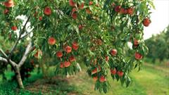 کمک به باروری و تقویت درختان میوه مرودشت با محلول پاشی
