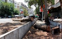 قطع درختان بدون اجازه شهرداری ممنوع