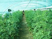 ایجاد فرصت تولید ۲۵۰ تن سبزی و صیفی در ارسنجان به مناسبت دهه مبارک فجر