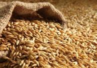 توزیع بذر گندم گواهی شده و کود شیمیایی با قیمت دولتی میان کشاورزان داراب