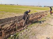 گزارش تصویری// کاشت انواع محصولات کشاورزی در اراضی دهلران