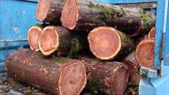 کشف پنج تن چوب قاچاق در شهرستان سلسله