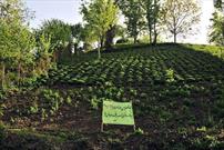 دستگاه قضایی جلوی تغییر کاربری ۱۲ هکتار باغ چای را در گیلان گرفت