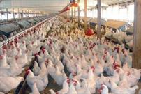 ۲ مورد درگیری به آنفلوانزای فوق حاد پرندگان در خوسف تأیید شد