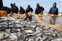 صید ۷۴۰ تن ماهی استخوانی در گیلان/  صید ماهی از دریای خزر کاهش یافت