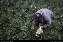 برداشت گل نرگس  از جویبار مازندران