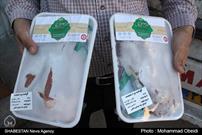 اجرای طرح تکریم زنان سرپرست خانوار با توزیع بیش از ۲ تن گوشت قرمز در بوشهر