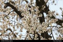 گزارش تصویری| شکوفه های بهاری در زمستان دریاچه مهارلو