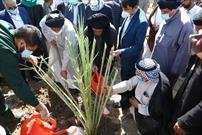 ۴۵۰۰ اصله نخل مثمر در خرمشهر غرس و توزیع شد