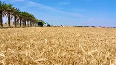 برداشت اولین خوشه های طلایی گندم کشور در راسک