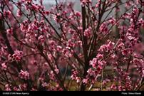 گزارش تصویری| شکوفه های بهاری در آستانه نوروز