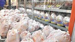 حدود ۱۲ تن مرغ گرم کشتار دولتی در سطح شهر یاسوج توزیع شد