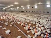 بالغ بر ۱۵ میلیون مرغ در مرغداری های گیلان در حال پرورش است