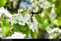گزارش تصویری/ شکوفه‌های بهاری در رشت