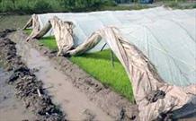 کشاورزان نسبت به ضدعفونی بذرها و پاکسازی انهار سنتی اقدام کنند