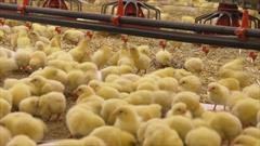 جوجه ریزی ۴۲۰ هزار قطعه مرغ گوشتی در مرغداری های شهرستان نقده