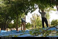 لزوم مراقبت از درختان نارنج شیراز توسط مسافران نوروزی