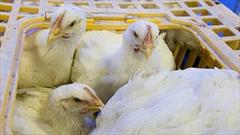 کشف محموله ۵ تُنی مرغ زنده خارج از شبکه توزیع در آران و بیدگل