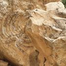 سنگواره تاریخی در بخش شهیون دزفول با قدمت بیش از ۲۰ میلیون سال در مسیر ثبت ملی