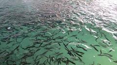 ۱۴۵ میلیون قطعه بچه ماهی اواسط خرداد در رودخانه‌های منتهی به دریای خزر رهاسازی می شوند