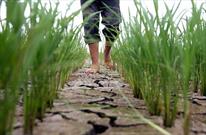 کاهش بارندگی ها به اراضی کشاورزی شیروان خسارت زد