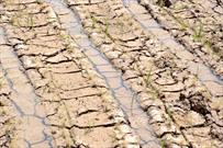 نابودی ۱۰۰ هزار هکتار از اراضی زراعی گلستان بر اثر خشکسالی
