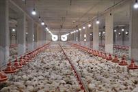 افزایش تولید گوشت مرغ در شهرستان شیراز با توزیع نهاده های دامی
