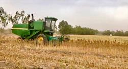 برداشت محصول کینوا از سطح ۳۵ هکتاری اراضی کشاورزی بمپور
