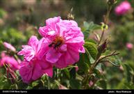 ‍ ‍ پیش بینی تولید ۱۶۴ تن گل محمدی در شهرستان ارومیه