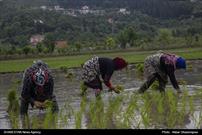 کاشت مکانیزه ۷۰ درصد از شالیزارهای گیلان/ نشا برنج در استان پایان یافت