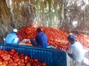 شش هزار تن گوجه‌فرنگی از مزارع ایرانشهر برداشت می‌شود
